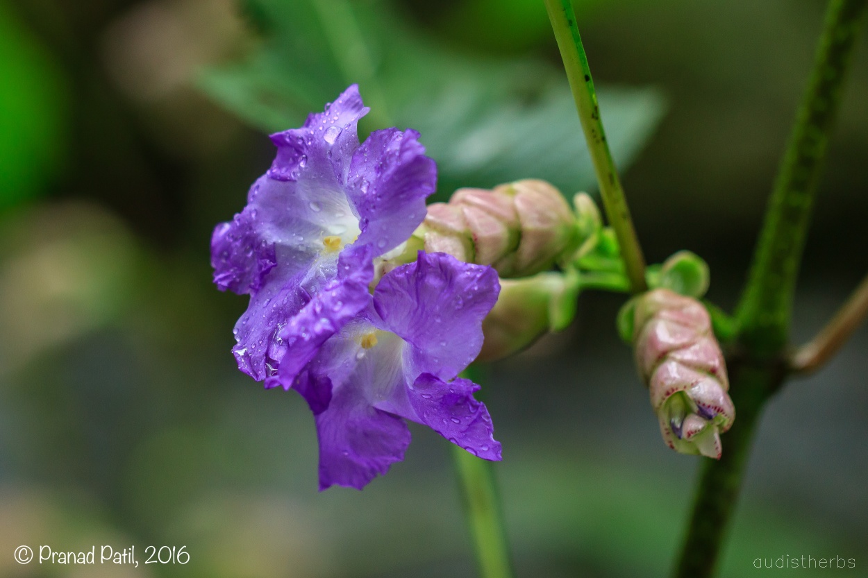 Strobilanthes callosus flower6.jpg